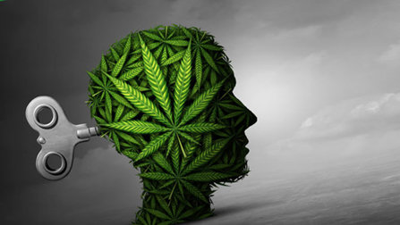 Head filled with marijuana leaves