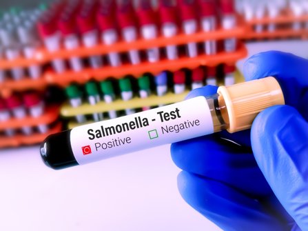Salmonella positive test